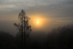 霧中の陽
