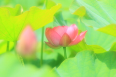 梅雨の晴れ間