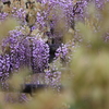 藤の花①