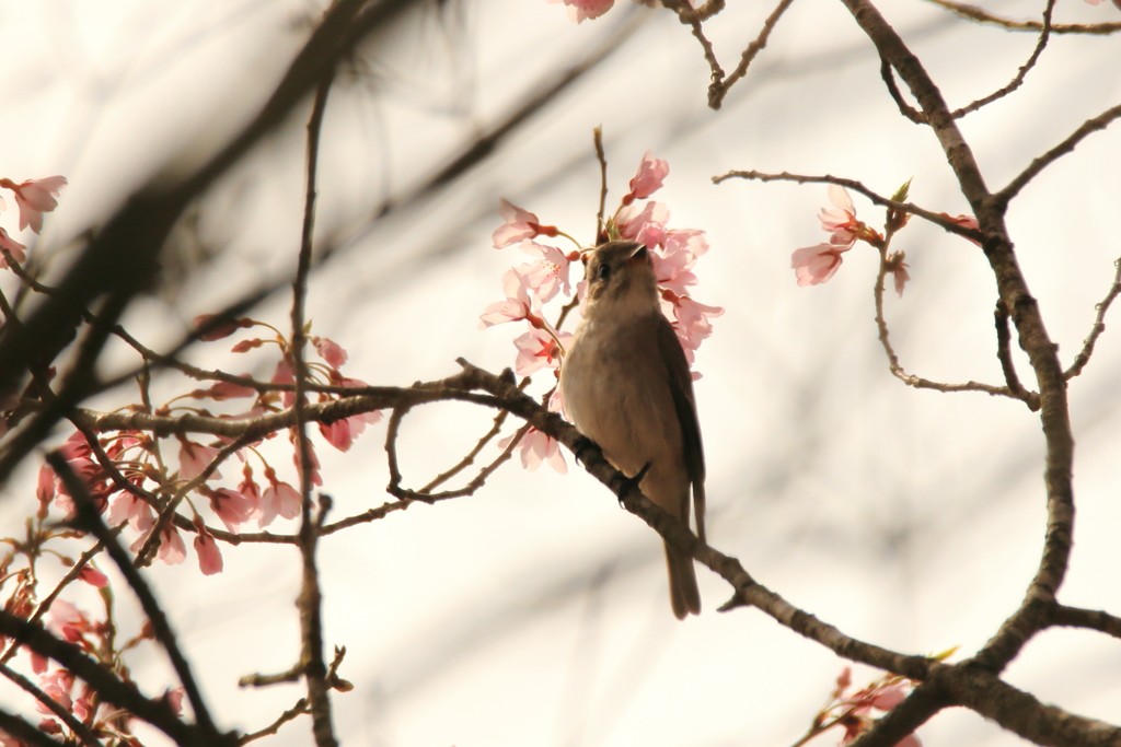 野鳥１