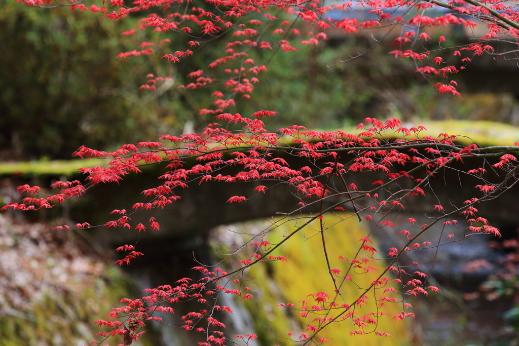 芽吹き