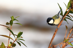 シジュウカラ