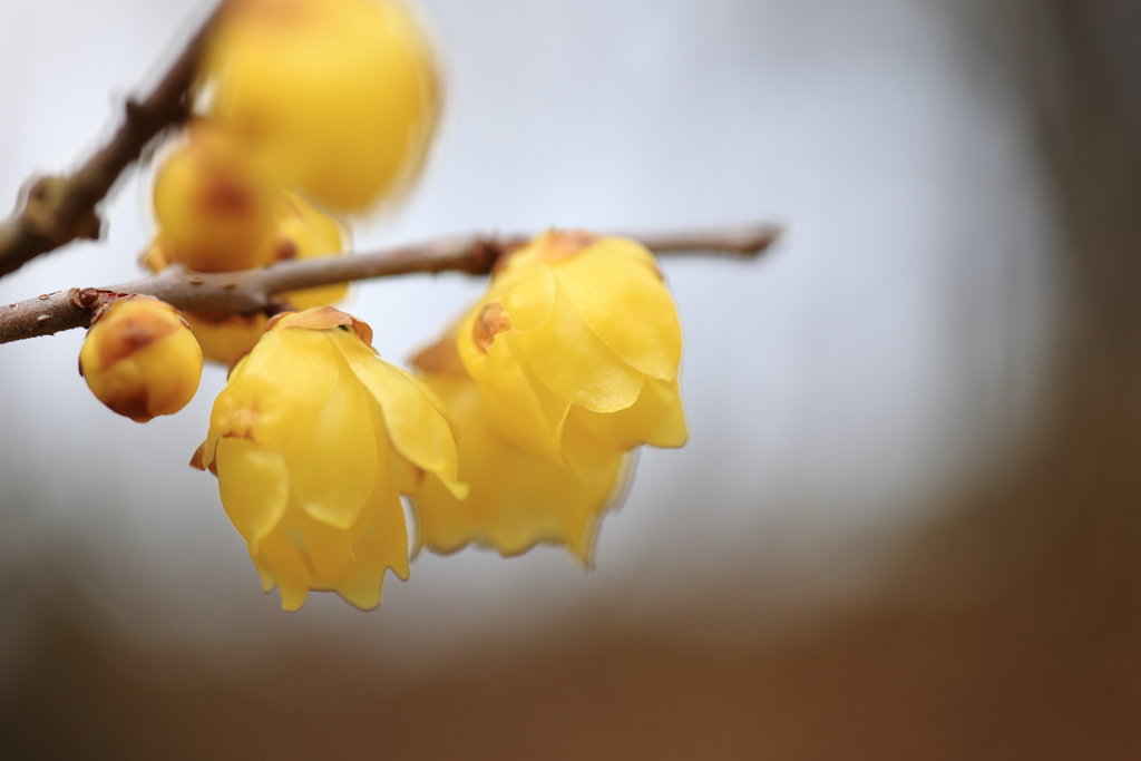 早春の花②