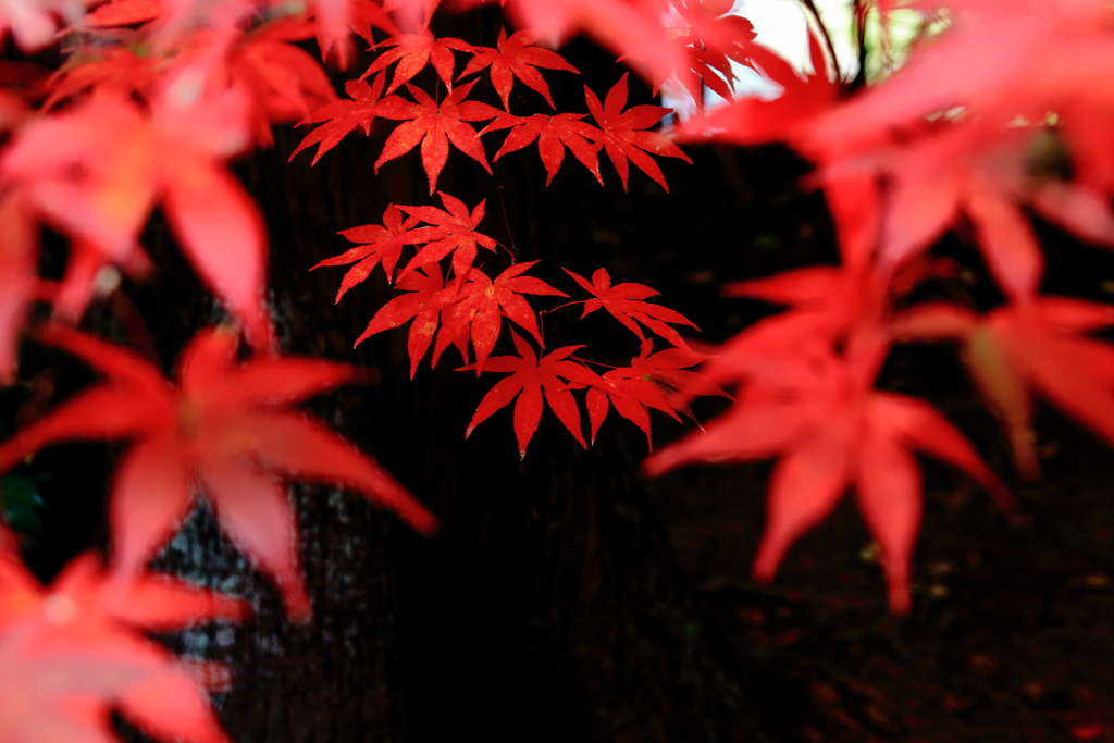 深紅