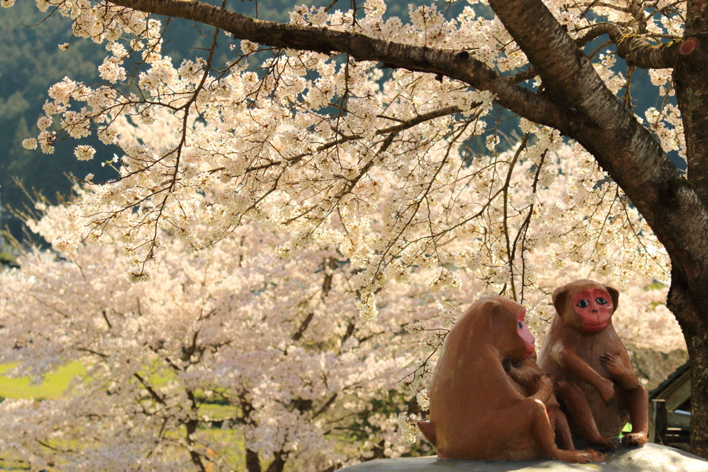 花見でごさる