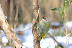 野山の鳥４