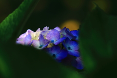 紫陽花１