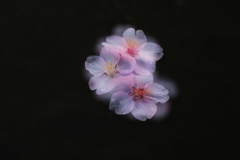 落花