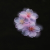 落花