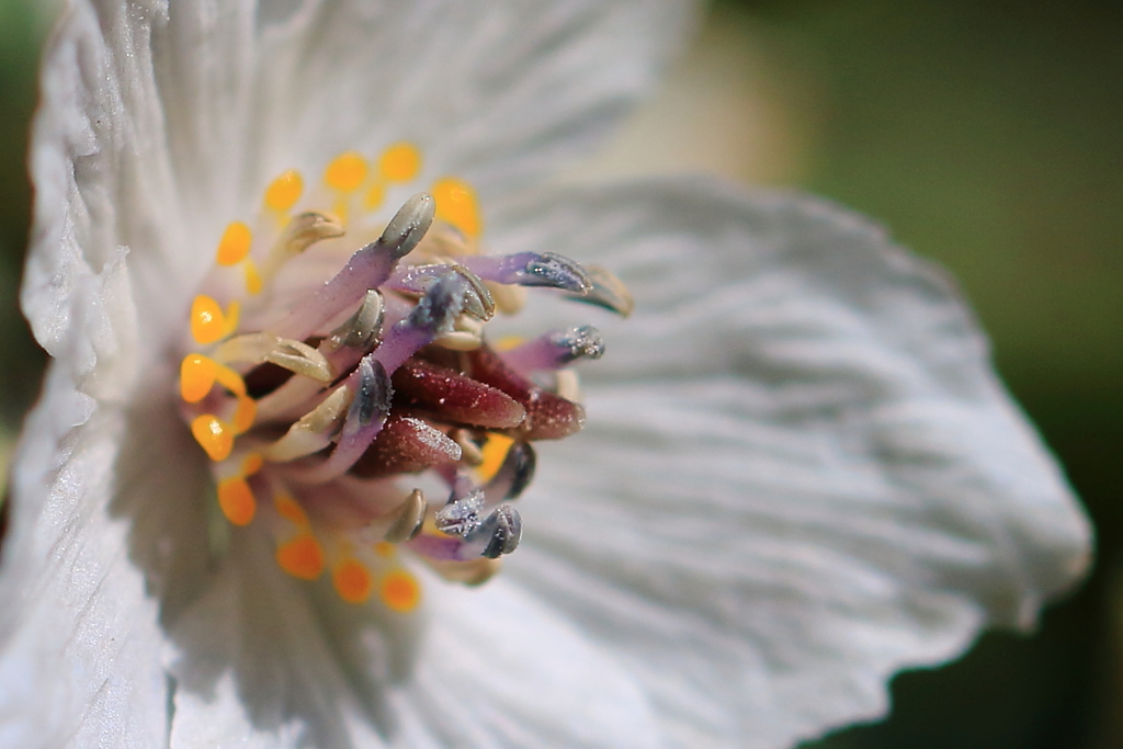 セツブンソウ　花芯