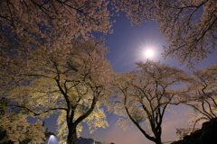 月夜桜