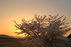 さくら(夕景)