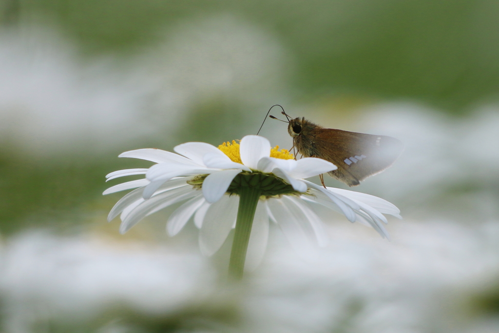 自生の花に