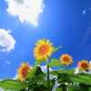 盛夏１