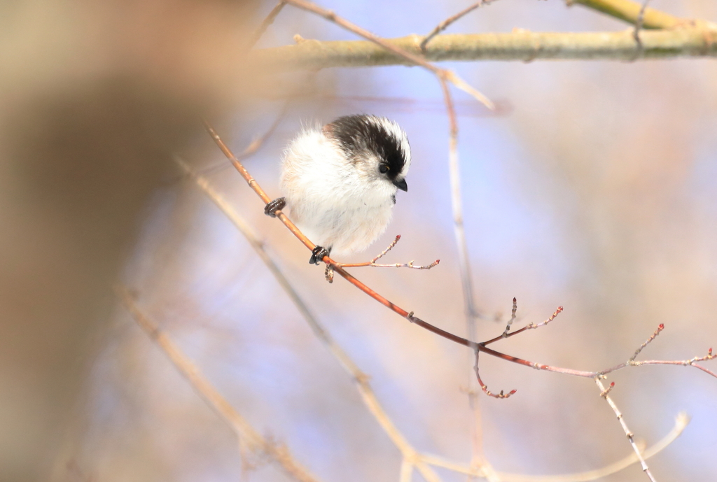 野山の鳥３