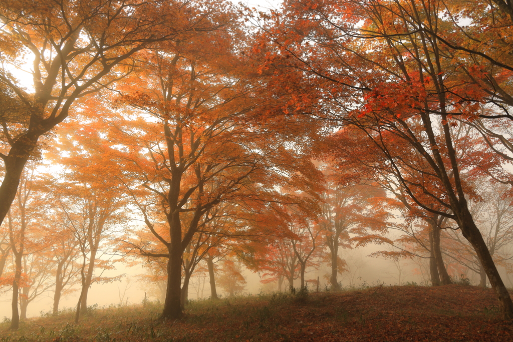 紅葉