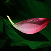 一片の蓮花