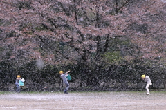 花散らしの風