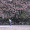 花散らしの風