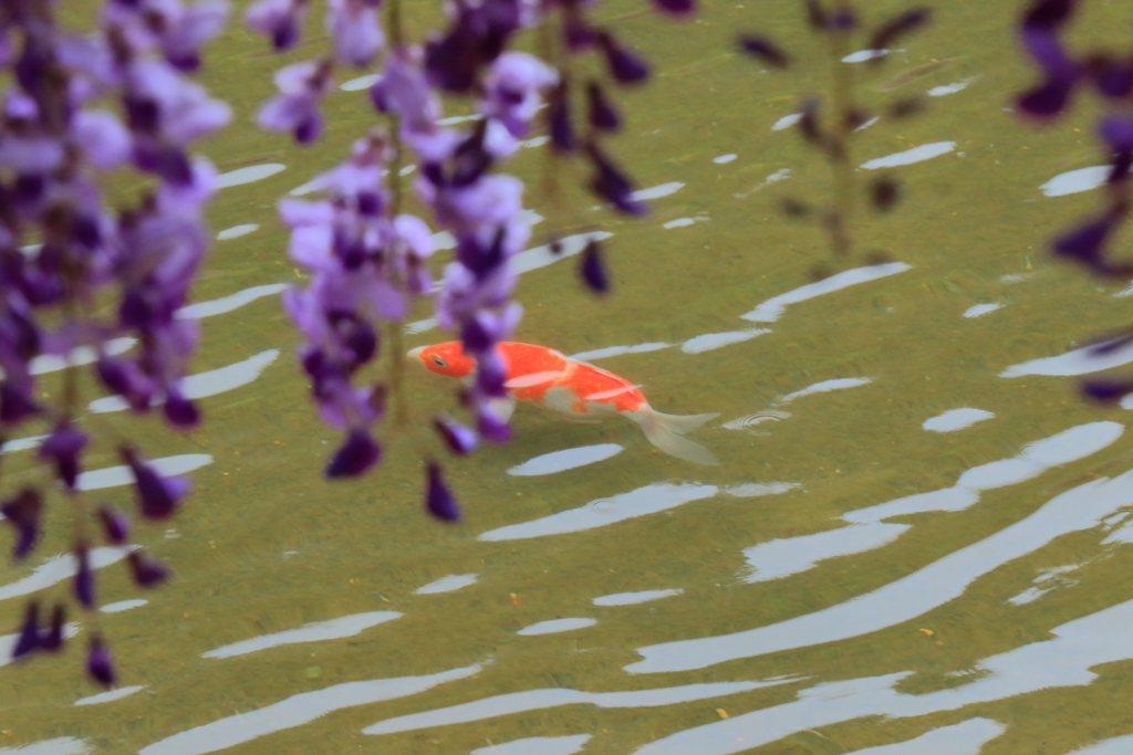 藤公園にて４