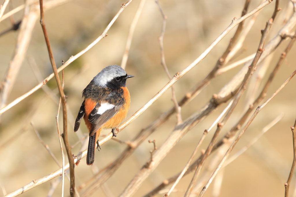 野山で見かけた鳥