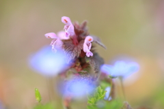 早春の野花１