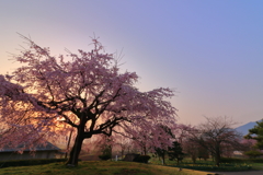 さくら(朝景)