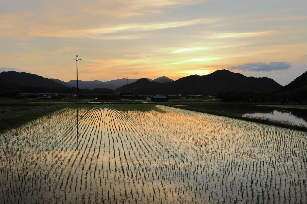 田植えの頃