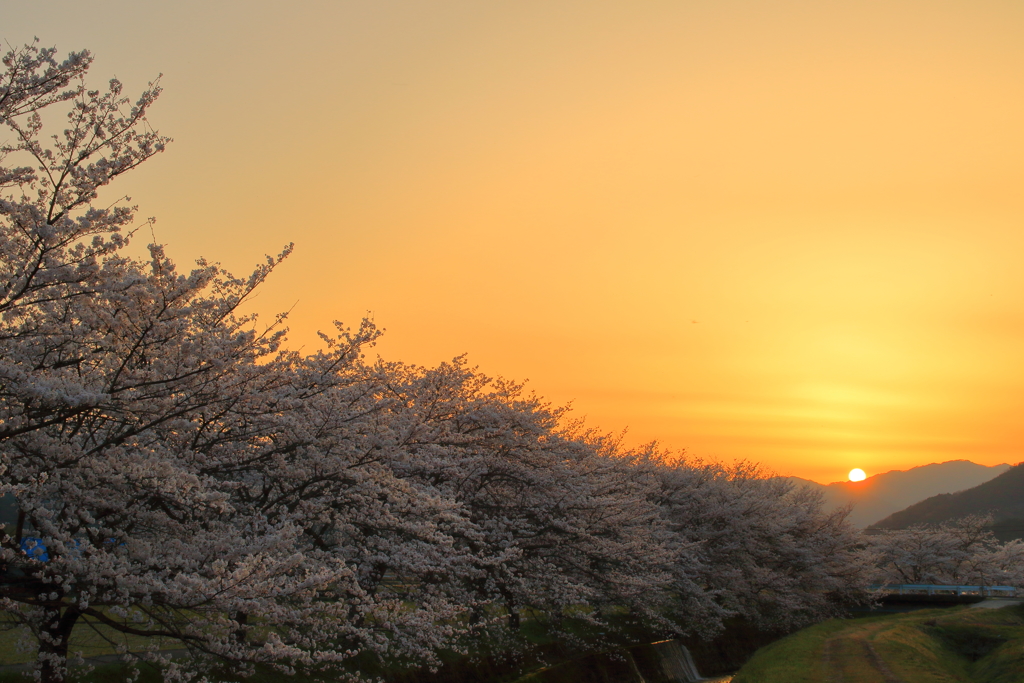 さくら並木(夕景)