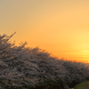 さくら並木(夕景)