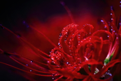 印象的な赤い花