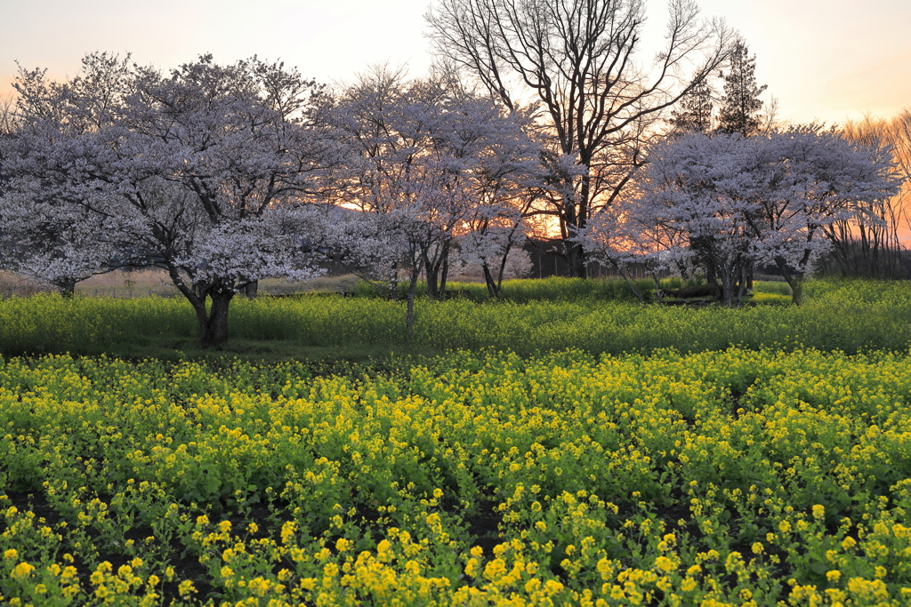 菜の花畑（夕景）