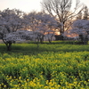 菜の花畑（夕景）