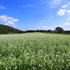 ソバ畑にて