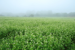 蕎麦畑の朝