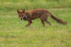 キツネ顔のキツネ