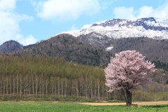 一本桜