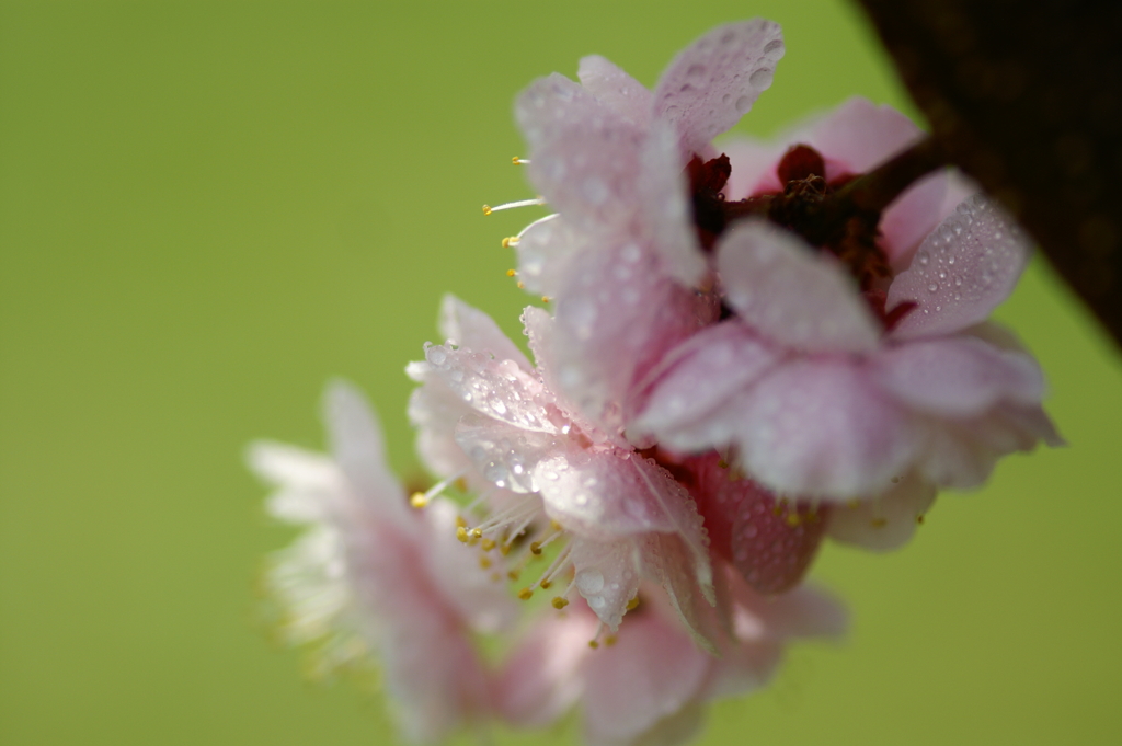 花を添えて