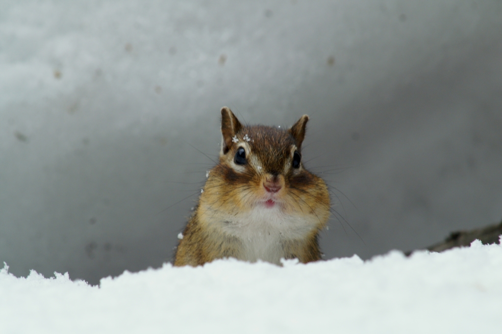 あれ、雪がふってきた
