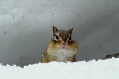 あれ、雪がふってきた