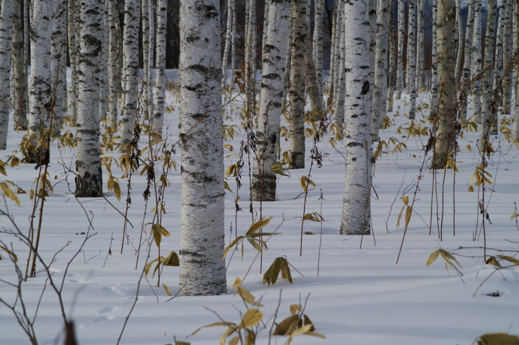 白樺のささやき