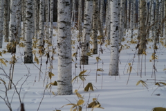白樺のささやき