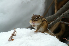 もしかして食べられるかな
