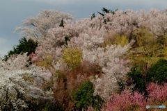 桜の季節です
