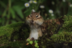 ほっぺがおちそう