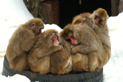 みんな仲良く
