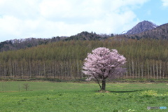 一本桜