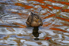水辺にうつる