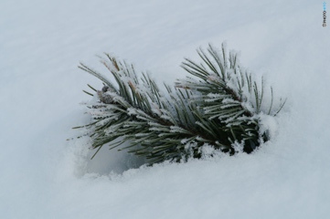 雪の中から松葉