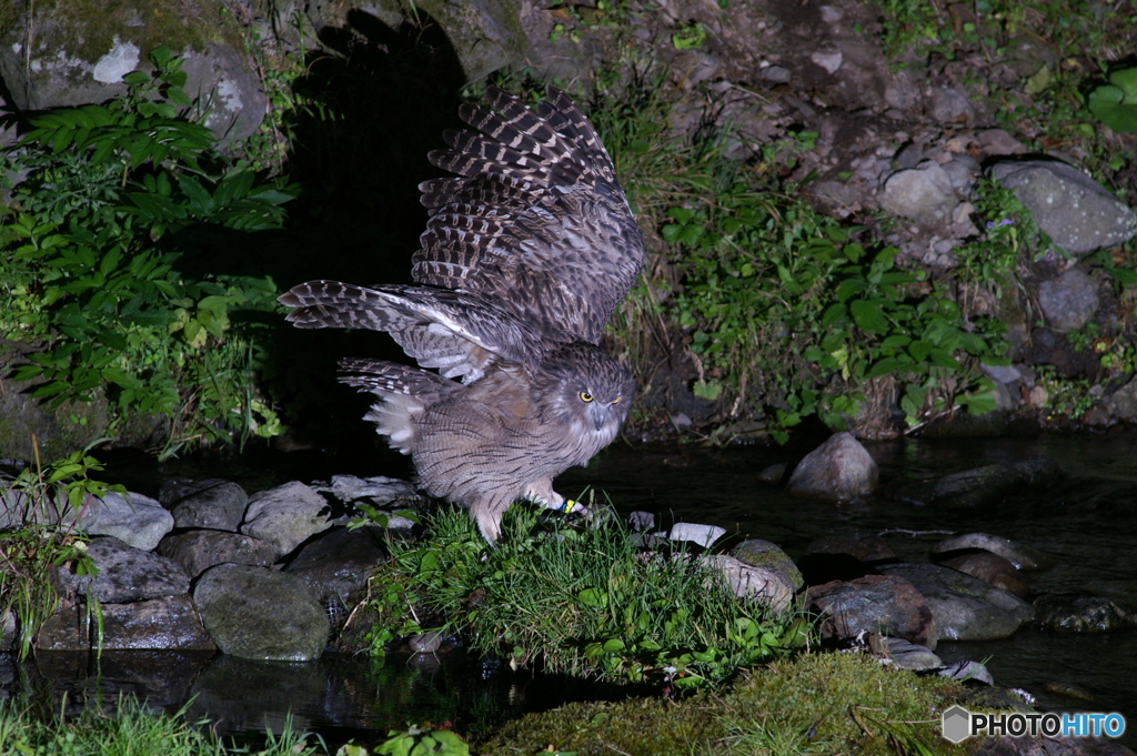 獲物をさがす